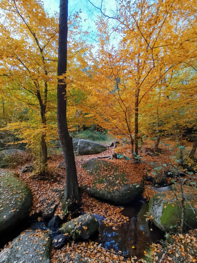 Zvánovický potok Voděradské bučiny podzim