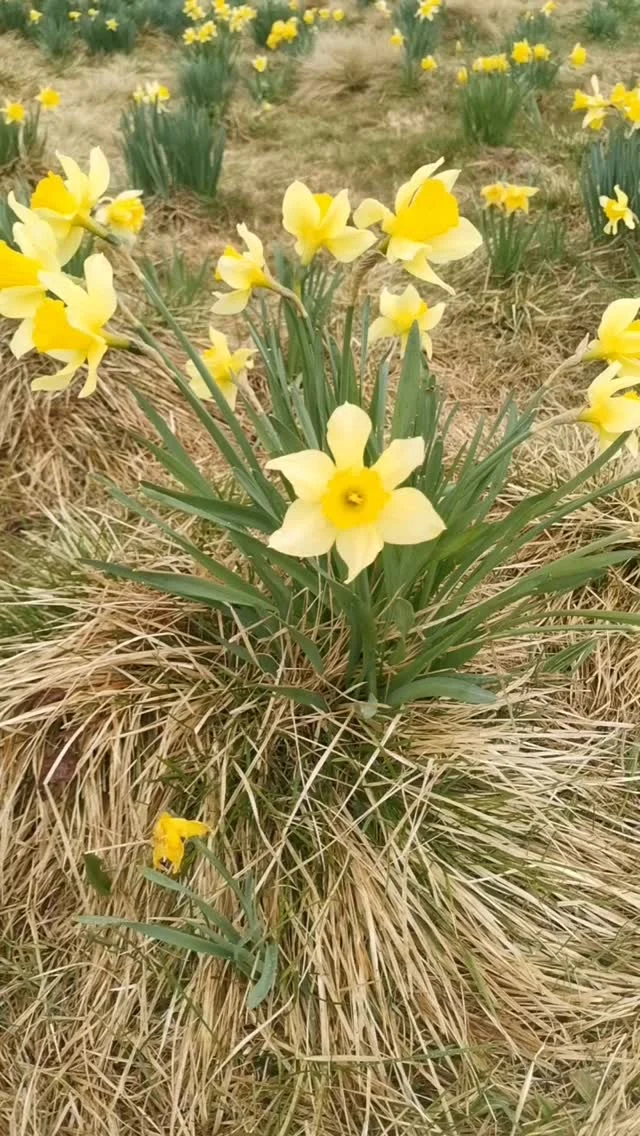 Jizerka

💚 Malebná osada na konci světa 
💛 Kouzelná nenáročná procházka podél potoka
💚 Rašeliniště Jizery v plné kráse
💛 Tisíce narcisů u Hnojového domu
💚 Jako třešnička na dortu borůvkový knedlík 😋

Kdo ví, kde se tu vzalo tolik narcisů, vyhrává zlatýho bludišťáka 😁

Uložte si tip na výlet a sledujte nás pro další inspiraci! 

#jizerka #jizeskehory #jizerkysdetmi #jizerkylove #ceskehory #ceskevylety #kamdoprirody
