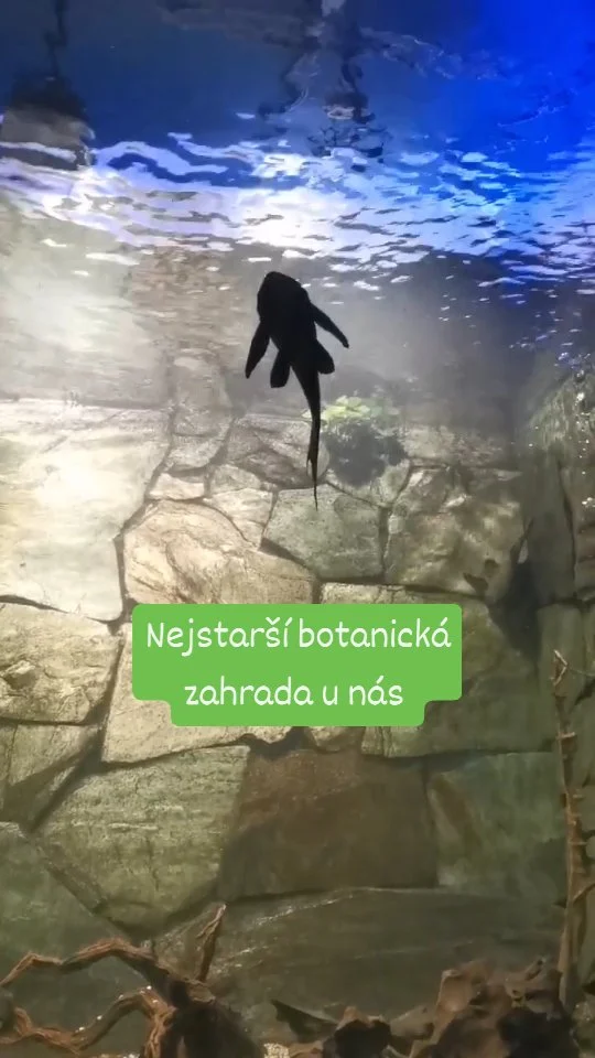 Botanická zahrada v Liberci 🌵🌴🪸🐠🐊

10 skleníků představujících různé biotopy ze všech koutů světa. Projdete se džunglí, budete obdivovat masožravky a kaktusy. V akváriích můžete pozorovat nejen ryby. Je tu i kajmanka, axolotl, kajman...
Venku to všechno krásně kvete a voní. 

A je dobrý tip při nepřízni počasí ☔🌧️

Už jste tu byli?

@botanickaliberec #kamvliberci #botanickazahrada #botanickaliberec #codelatkdyzprsi #kamvdesti