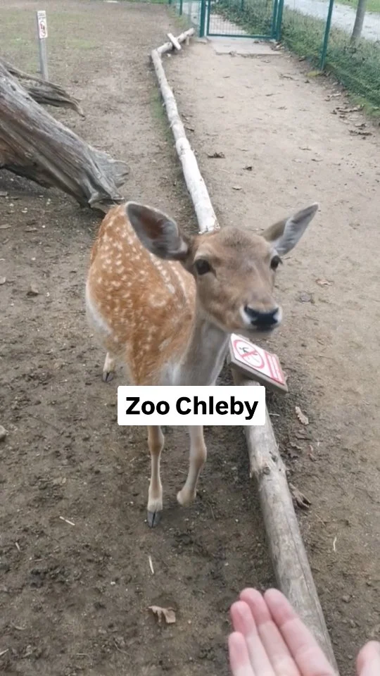 Kde krmit nebo vidět daňky a jeleny?? 

Kromě zámku Blatná je taky skvělý
PRŮCHOZÍ VÝBĚH v @zoochleby

Další místa, kde spatříte nejen daňky:

📌 Obora Žleby - ukázky krmení bílých jelenů a výcviku dravců o víkendech ve 12:00 a 15:30

📌 Kvilda - možnost vidět jeleny na vlastní oči v průchozí oboře (jen se správcem)

📌 Obora sv. Linharta u KV - krásné visuté lávky k pozorování divoké zvěře

📌 Obora Hukvaldy - nádherná obora pod hradem se spoustou zvířat

📌 Obůrka v Klopotovském údolí u NMnM - pěkná procházka k obůrce s ochočenou zvěří

📌 Obůrka na Bílé v Beskydech - spatříte daňka bílého, muflony...

📌 Obora s pozorovatelnou v Píseckých lesích - velké stádo daňků

📌 Eko farma Zelené údolí na Vysočině - můžete vidět daňky při krmení mezi 18. a 20. hodinou

Co takový daněk baští?
✔️ 🌰🍏🥕 a taky trávu, seno, žaludy...
❌ Rozhodně NE 🥖🍞 a počkejte až budou uvolněná opatření proti slintavce a kulhavce 🙏

💡Napadají vás další místa? Napište do komentáře 

#kamzazviratky #oborazleby #oborahulvaldy #oboranabile #zeleneudoli #oboraklopotov #oborasvlinharta #vyletysdetmi #nckvilda #zamekblatna #zoochleby🦌